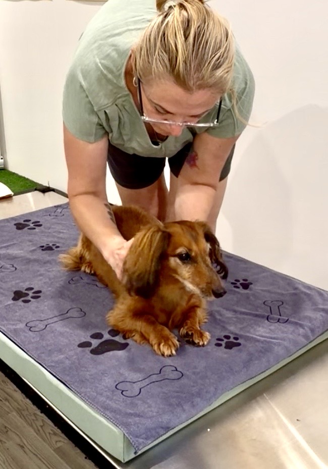 Canine Remedial Massage Perth Canine Remedial Massage Perth