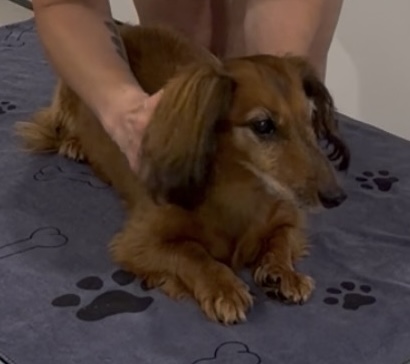 Canine Remedial Massage Perth Canine Remedial Massage Perth