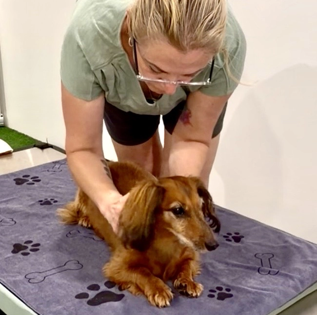 Canine remedial massage for dogs Canine remedial massage for dogs