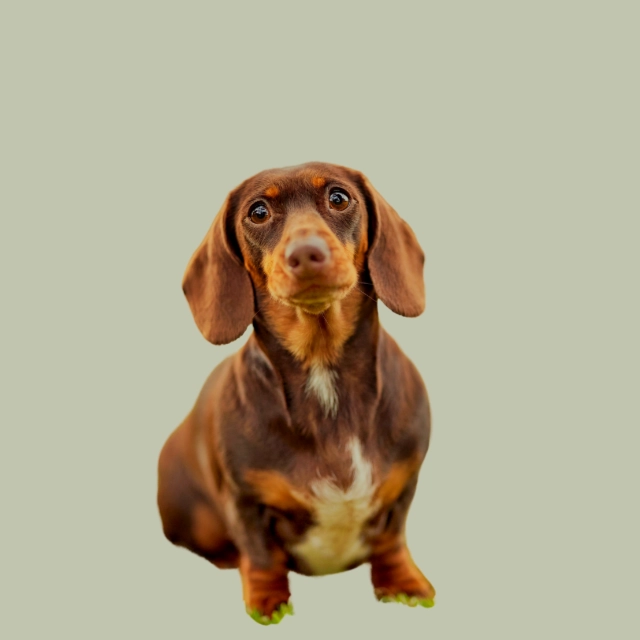 Liv - LuLiLu Liv - LuLiLu