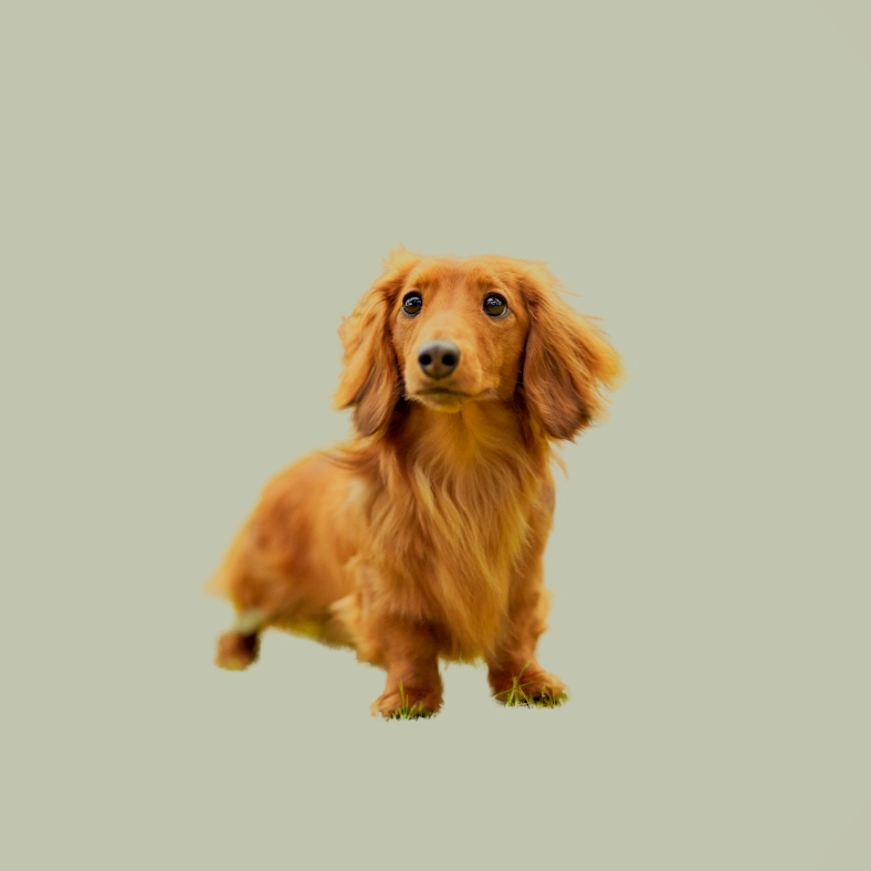 Lucifer - LuLiLu Lucifer - LuLiLu