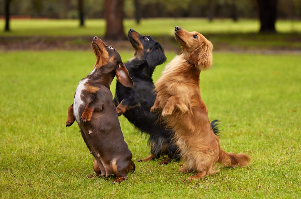 canine therapy three standing dogs canine therapy three standing dogs