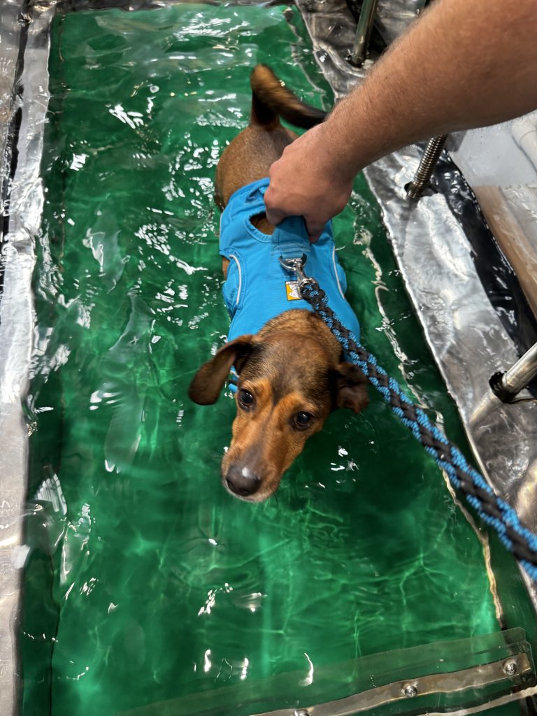 Canine hydrotherapy for dogs Canine hydrotherapy for dogs