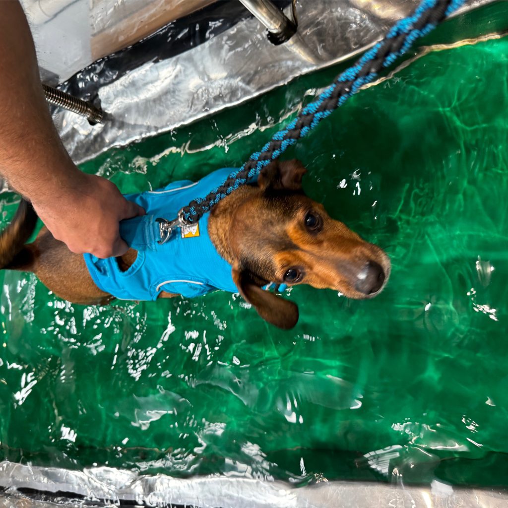 hydrotherapy-for-dogs-2b