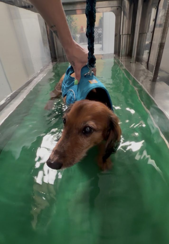 Canine hydrotherapy for dogs Canine hydrotherapy for dogs