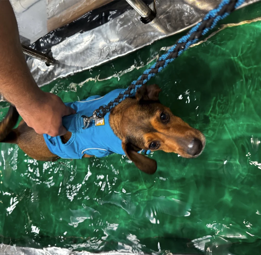 Hydrotherapy for dogs Hydrotherapy for dogs